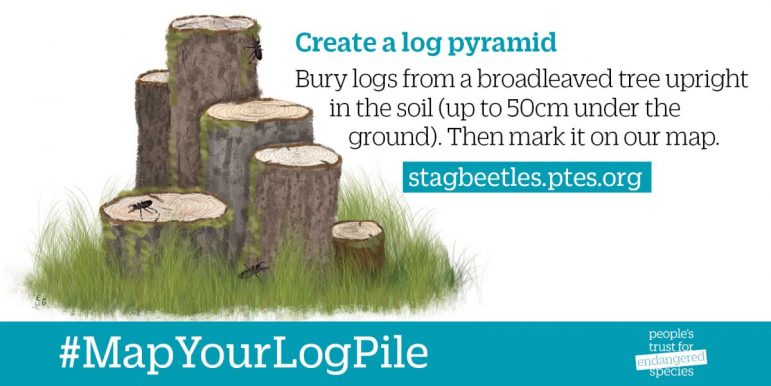 Create a log pile for wildlife
