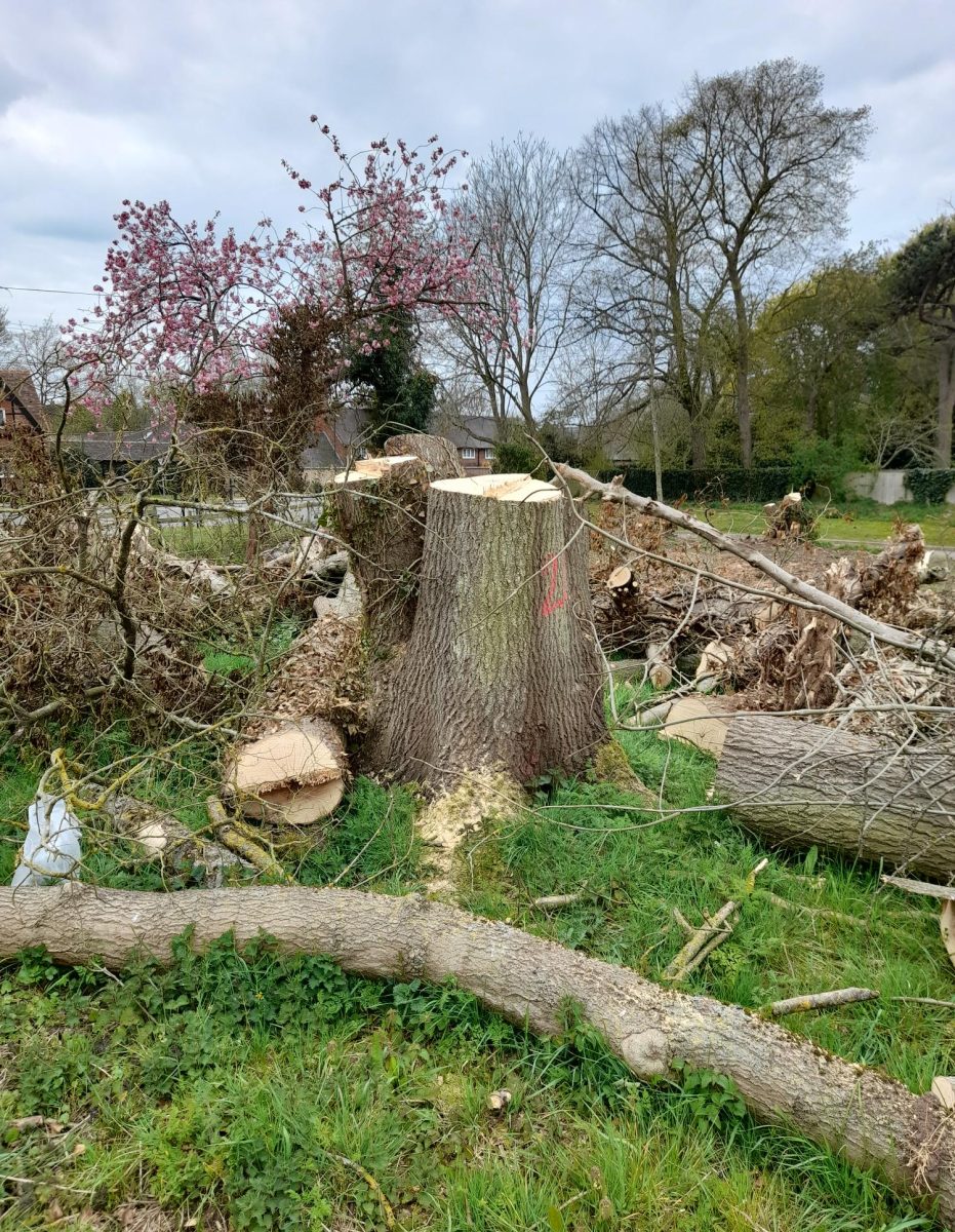 Developer fined £5000 for cutting down protected trees in Clifton 